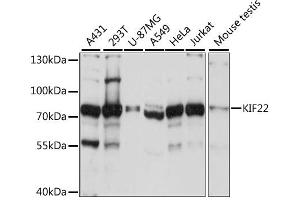 Western blot analysis of extracts of various cell lines, using KIF22 antibody. (KIF22 抗体)