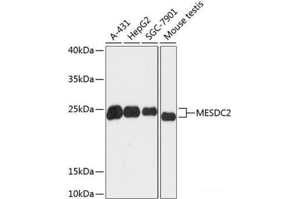 MESDC2 抗体