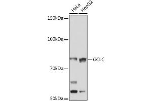 Western blot analysis of extracts of various cell lines, using GCLC Rabbit mAb (ABIN1680604, ABIN3018993, ABIN3018994 and ABIN7101696) at 1:1000 dilution. (GCLC 抗体)