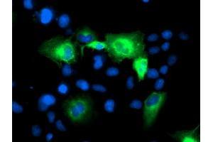 Immunofluorescence (IF) image for anti-ATG3 Autophagy Related 3 (ATG3) antibody (ABIN1496763) (ATG3 抗体)