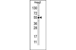 Image no. 1 for anti-Jumonji Domain Containing 4 (JMJD4) (N-Term) antibody (ABIN356561) (JMJD4 抗体  (N-Term))