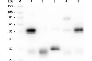 Western Blot of Anti-Rabbit IgG (H&L) (GOAT) Antibody (Min X Bv, Ch, Gt, GP, Ham, Hs, Hu, Ms, Rt & Sh Serum Proteins). (山羊 anti-兔 IgG Antibody (DyLight 649) - Preadsorbed)