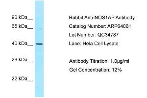 Western Blotting (WB) image for anti-Nitric Oxide Synthase 1 (Neuronal) Adaptor Protein (NOS1AP) (C-Term) antibody (ABIN971273) (NOS1AP 抗体  (C-Term))