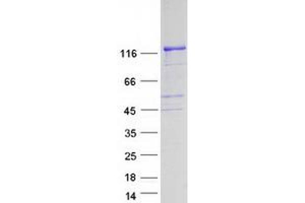 FGD1 Protein (Myc-DYKDDDDK Tag)