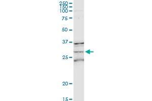 MS4A1 MaxPab rabbit polyclonal antibody. (CD20 抗体  (AA 1-297))