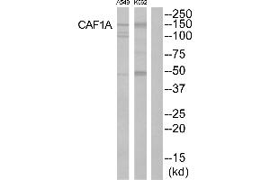 Western blot analysis of extracts from K562 cells and A549 cells, using CAF1A antibody. (CHAF1B 抗体  (Internal Region))
