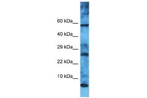 Western Blotting (WB) image for anti-Mitochondrial Ribosomal Protein L52 (MRPL52) (N-Term) antibody (ABIN2446126) (MRPL52 抗体  (N-Term))