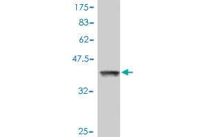 Western Blot detection against Immunogen (37. (RHOA 抗体  (AA 91-190))