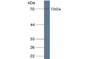 Western blot analysis of Human A549 Cells. (CDCP1 抗体  (AA 689-836))