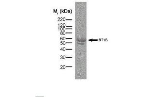 Western Blotting (WB) image for anti-MHC Class II RT-1B antibody (ABIN2475670) (MHC Class II RT-1B 抗体)