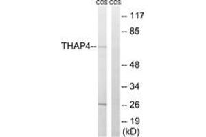 Western blot analysis of extracts from COS7 cells, using THAP4 Antibody. (THAP4 抗体  (AA 341-390))