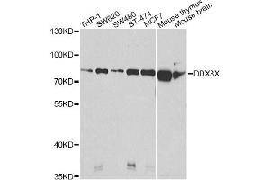 Western blot analysis of extracts of various cell lines, using DDX3X Antibody. (DDX3X 抗体)