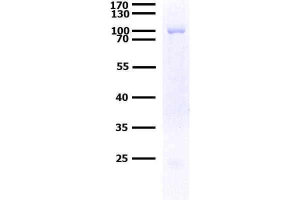 PTPN9 Protein (AA 1-593) (GST tag)