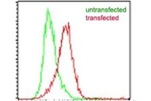 Image no. 1 for anti-Interleukin-27 subunit beta (IL-27b) antibody (ABIN959993) (EBI3 抗体)