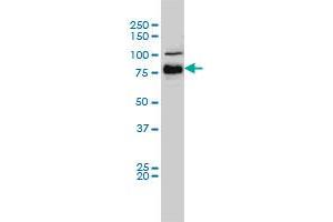 BRAF monoclonal antibody (M01), clone 3C6 Western Blot analysis of BRAF expression in Hela S3 NE . (BRAF 抗体  (AA 346-445))