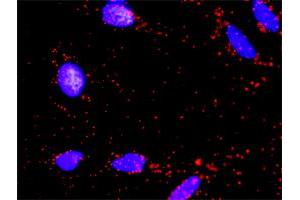 Proximity Ligation Analysis of protein-protein interactions between AKT1 and BAD. (BAD 抗体  (AA 69-168))