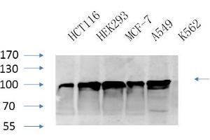 Western Blotting (WB) image for anti-Calnexin (CANX) (Ser583) antibody (ABIN5956269) (Calnexin 抗体  (Ser583))