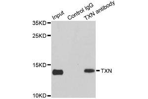 Immunoprecipitation analysis of 150ug extracts of MCF7 cells using 3ug TXN antibody (ABIN2737783). (TXN 抗体)