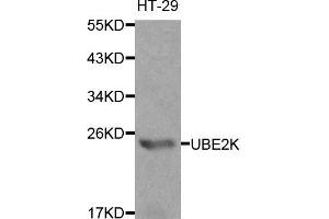 Western blot analysis of extracts of HT-29 cells, using UBE2K antibody (ABIN5970444) at 1/1000 dilution. (UBE2K 抗体)