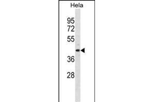 ADPRH Antibody (C-term) (ABIN1881047 and ABIN2838918) western blot analysis in Hela cell line lysates (35 μg/lane). (ADPRH 抗体  (C-Term))