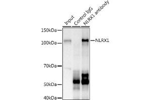 Immunoprecipitation analysis of 600 μg extracts of Mouse kidney using 3 μg NLRX1 antibody . (NLRX1 抗体  (AA 87-360))