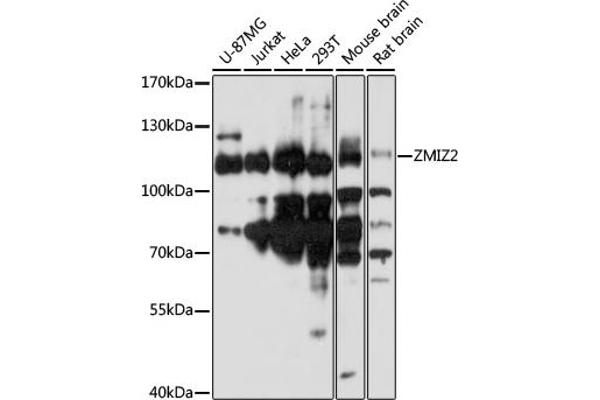 ZMIZ2 抗体  (AA 1-110)