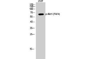 Western Blot (WB) analysis of 293T cells using Phospho-Akt1 (Y474) Polyclonal Antibody. (AKT1 抗体  (pTyr474))