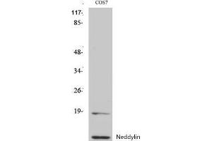 Western Blot (WB) analysis of specific cells using Neddylin Polyclonal Antibody. (NEDD8 抗体  (N-Term))