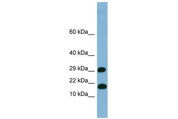 TRAPPC2L 抗体  (N-Term)