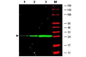 Image no. 1 for anti-Green Fluorescent Protein (GFP) antibody (ABIN1101732) (GFP 抗体)