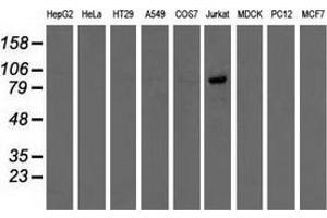 Western blot analysis of extracts (35 µg) from 9 different cell lines by using anti-OSBPL11 monoclonal antibody. (OSBPL11 抗体)