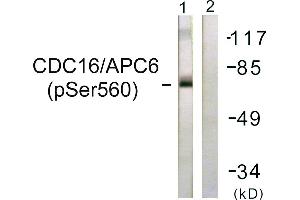 Immunohistochemistry analysis of paraffin-embedded human brain tissue using CDC16/APC6 (Phospho-Ser560) antibody. (CDC16 抗体  (pSer560))