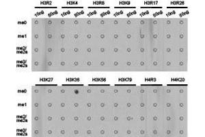 Western Blotting (WB) image for anti-Histone 3 (H3) (H3K36me) antibody (ABIN1873003) (Histone 3 抗体  (H3K36me))