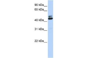 Western Blotting (WB) image for anti-Ataxin 2-Binding Protein 1 (A2BP1) antibody (ABIN2460029) (A2BP1 抗体)