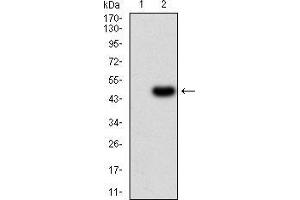 Western blot analysis using VEGFA mAb against HEK293 (1) and VEGFA (AA: 207-371)-hIgGFc transfected HEK293 (2) cell lysate. (VEGFA 抗体  (AA 207-371))