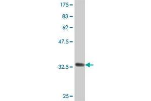 Western Blot detection against Immunogen (35. (KHSRP 抗体  (AA 151-239))