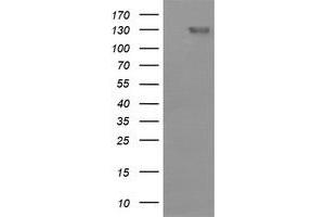 Image no. 1 for anti-CD163 (CD163) antibody (ABIN1497178) (CD163 抗体)