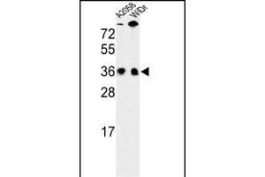 Western blot analysis of SFRS1 Antibody (N-term) (ABIN652256 and ABIN2841067) in , WiDr cell line lysates (35 μg/lane). (SRSF1 抗体  (N-Term))