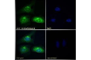 Immunofluorescence (IF) image for anti-Arylsulfatase A (ARSA) (Internal Region) antibody (ABIN238536)