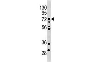 MELK antibody used in western blot to detect MRLK/MELK in mouse brain tissue lysate. (MELK 抗体  (AA 201-230))