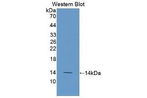 Western Blotting (WB) image for anti-Carcinoembryonic Antigen-Related Cell Adhesion Molecule 7 (CEACAM7) (AA 147-231) antibody (ABIN1175897) (CEACAM7 抗体  (AA 147-231))