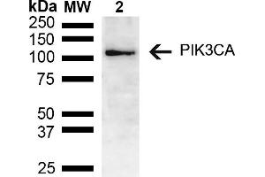 Western blot analysis of Mouse brain lysate showing detection of ~55. (PIK3CA 抗体  (AA 150-250) (PE))