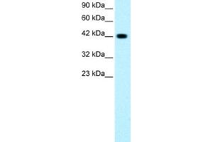 WB Suggested Anti-GATA3 Antibody Titration: 0. (GATA3 抗体  (C-Term))