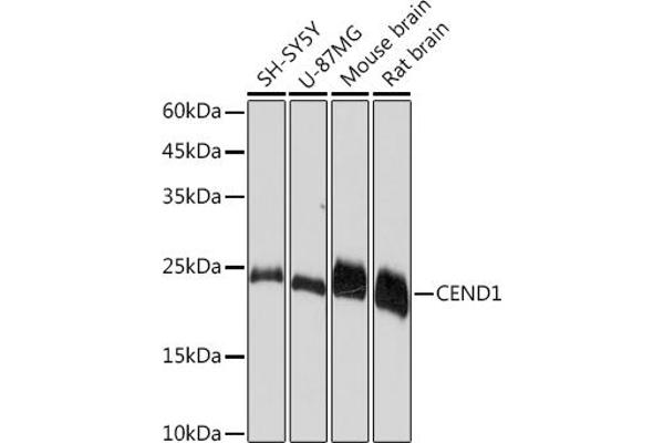 CEND1 抗体