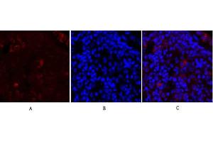 Immunofluorescence analysis of rat lung tissue. (SYN1 抗体)