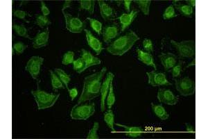 Immunofluorescence (IF) image for anti-Leucine Zipper-EF-Hand Containing Transmembrane Protein 1 (LETM1) (AA 601-708) antibody (ABIN561659)