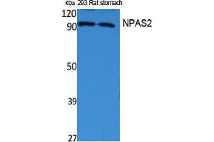 Western Blotting (WB) image for anti-Neuronal PAS Domain Protein 2 (NPAS2) (Internal Region) antibody (ABIN3178079) (NPAS2 抗体  (Internal Region))
