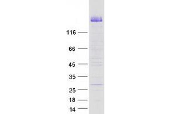 CDHR2 Protein (Myc-DYKDDDDK Tag)