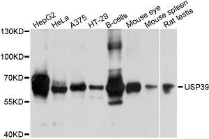 Western blot analysis of extracts of various cells, using USP39 antibody. (USP39 抗体)