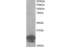 Image no. 1 for anti-Capping Protein (Actin Filament) Muscle Z-Line, beta (CAPZB) (AA 260-272) antibody (ABIN293430) (CAPZB 抗体  (AA 260-272))